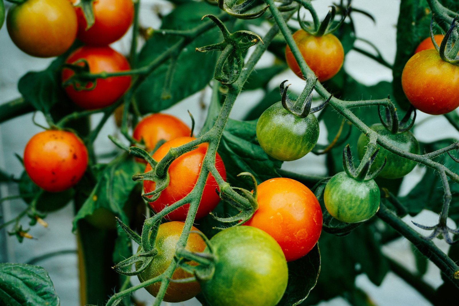 Greenhouse tomatoes growing in coco coir grow bags