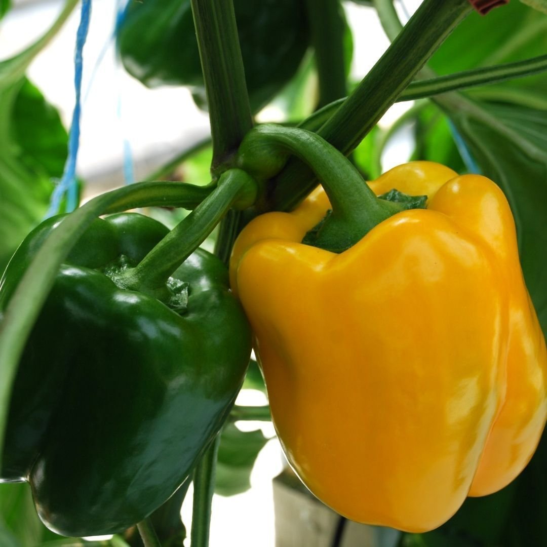 Coco coir grow bags for peppers greenhouse Canada California Texas USA