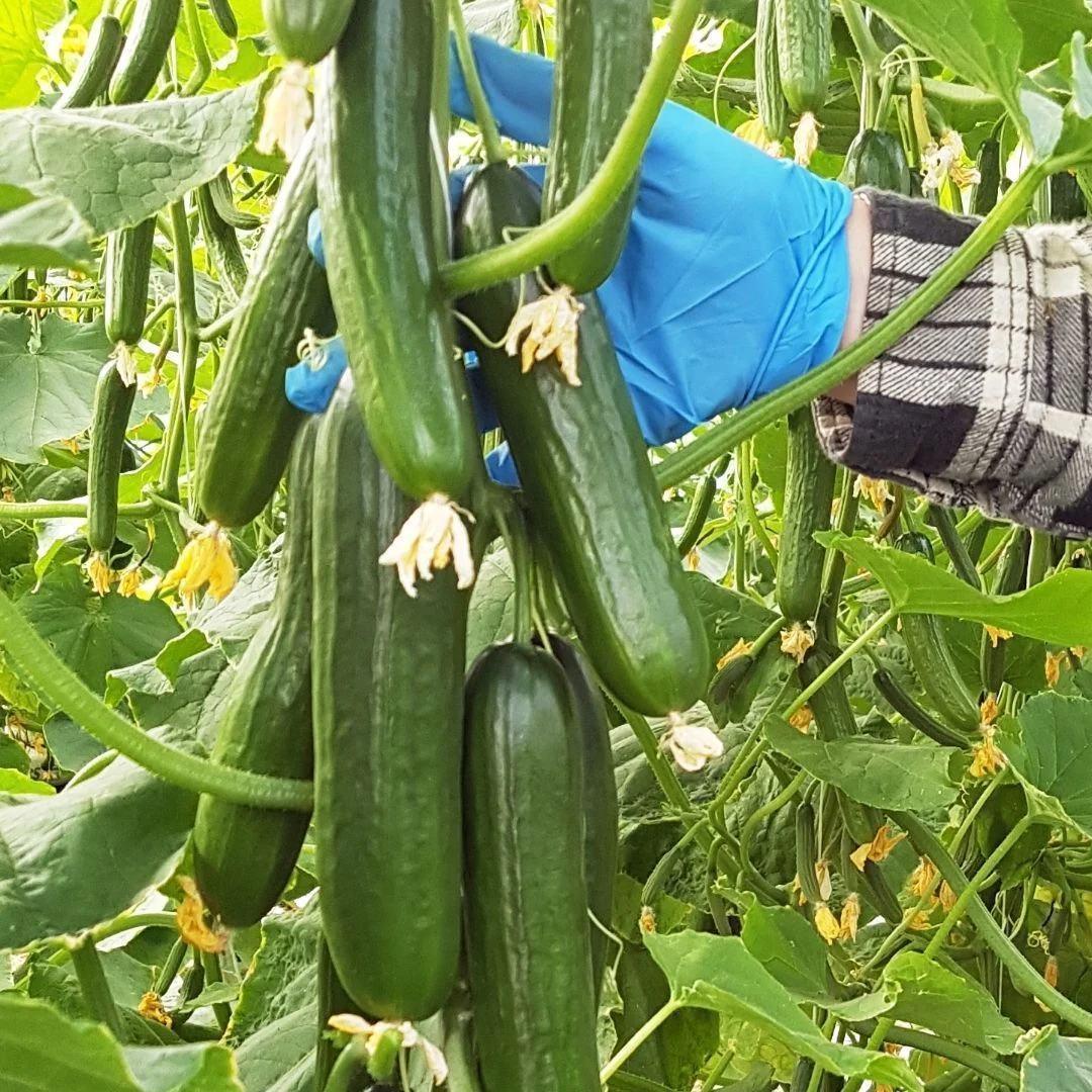 Coco coir grow bags for cucumbers commercial greenhouse Ontario Canada Michigan USA
