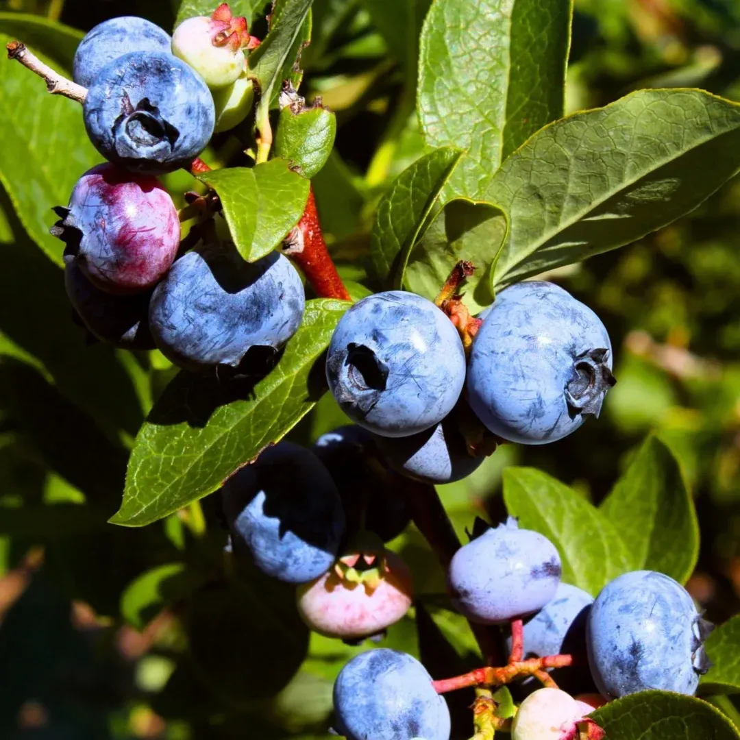 Blueberry bushes growing in coco coir pots — substrate blueberry production Canada USA Mexico