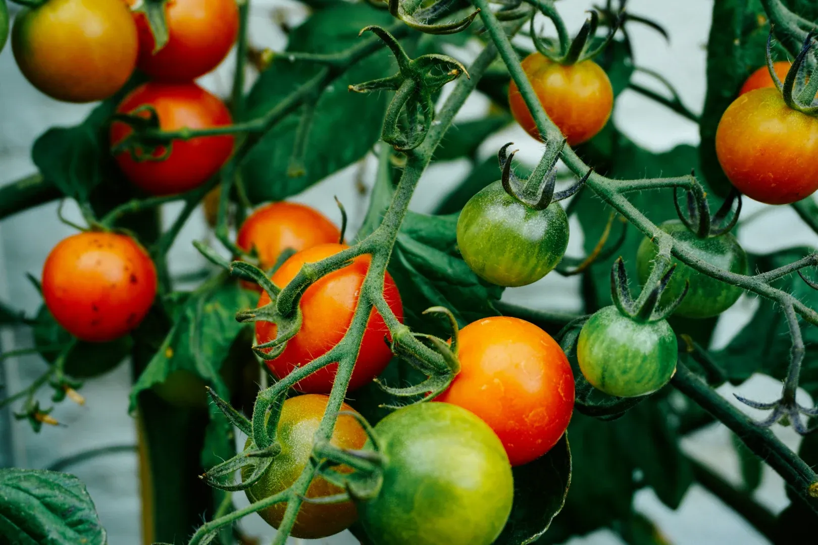 Greenhouse tomatoes growing in coco coir grow bags — Leamington Ontario Canada