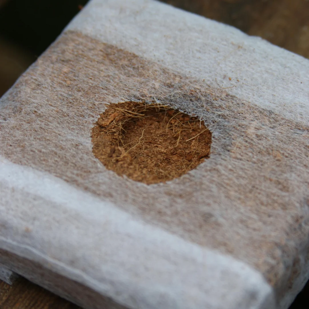 Coco coir propagation cubes Canada — cannabis clones and seedlings