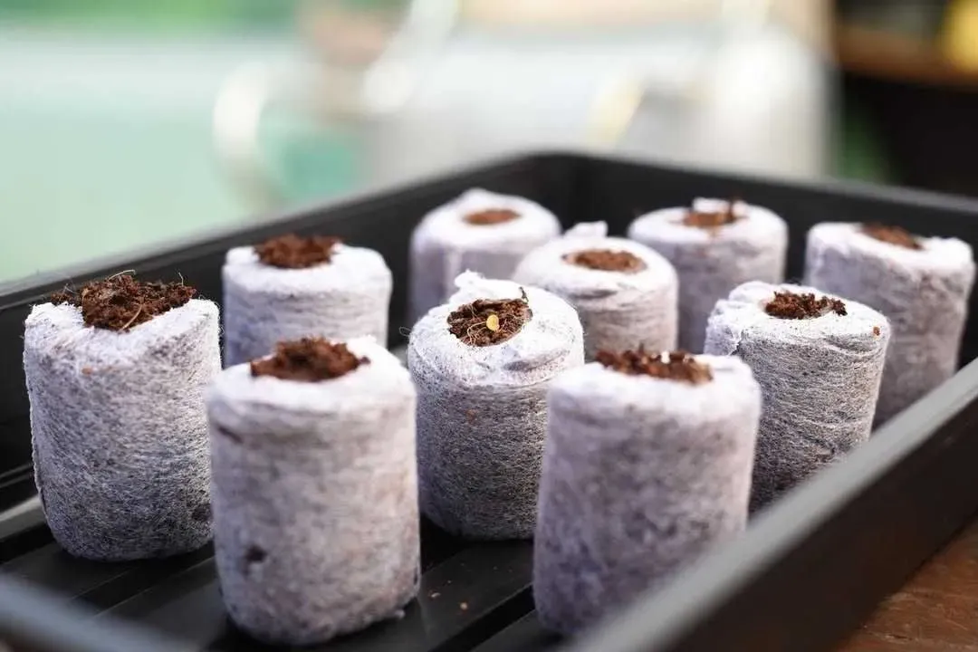 Coco dots providing healthy root environment for seedlings — pre-buffered coco coir by Avee Cocoseller