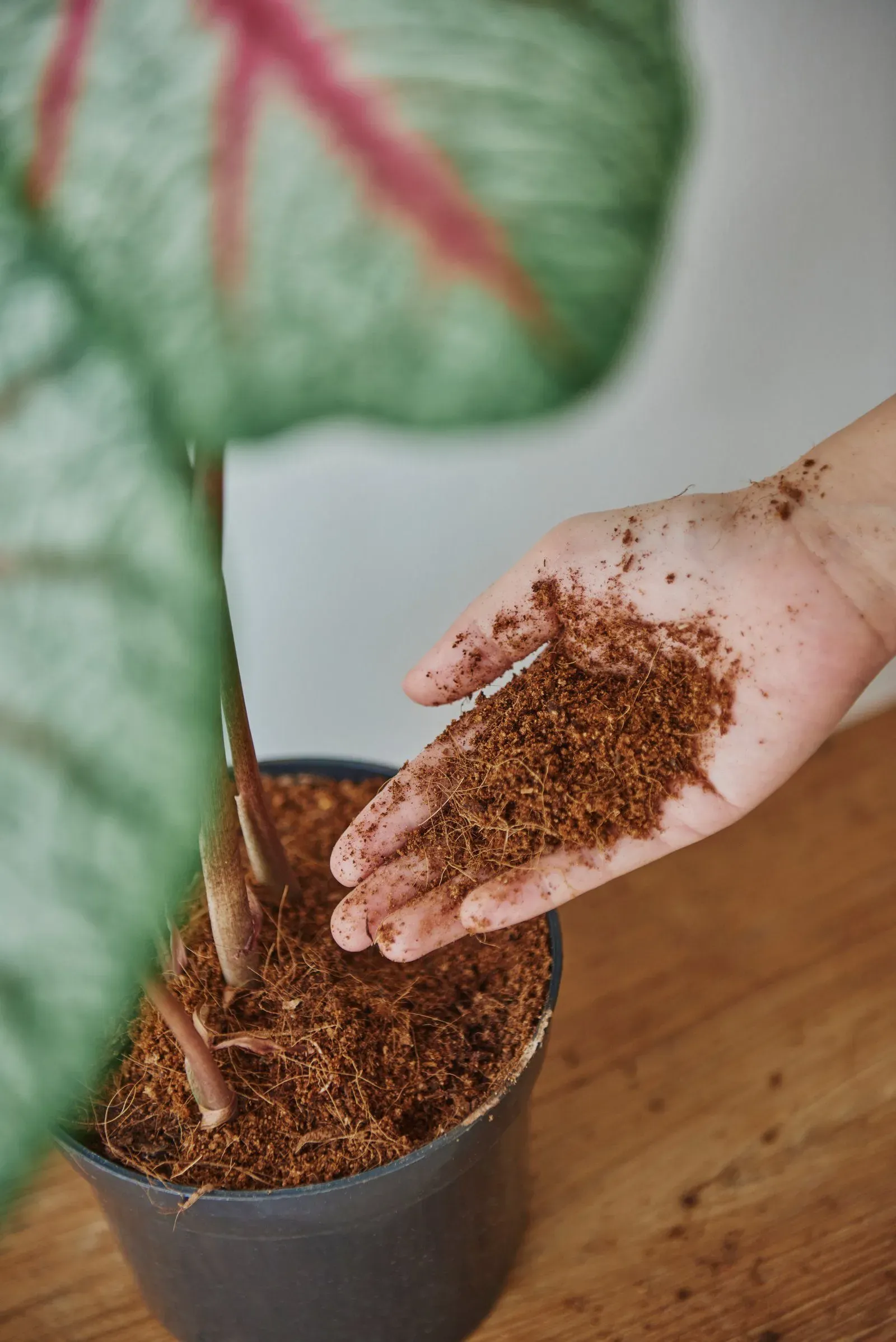 Grower inspecting plant health in coco coir substrate