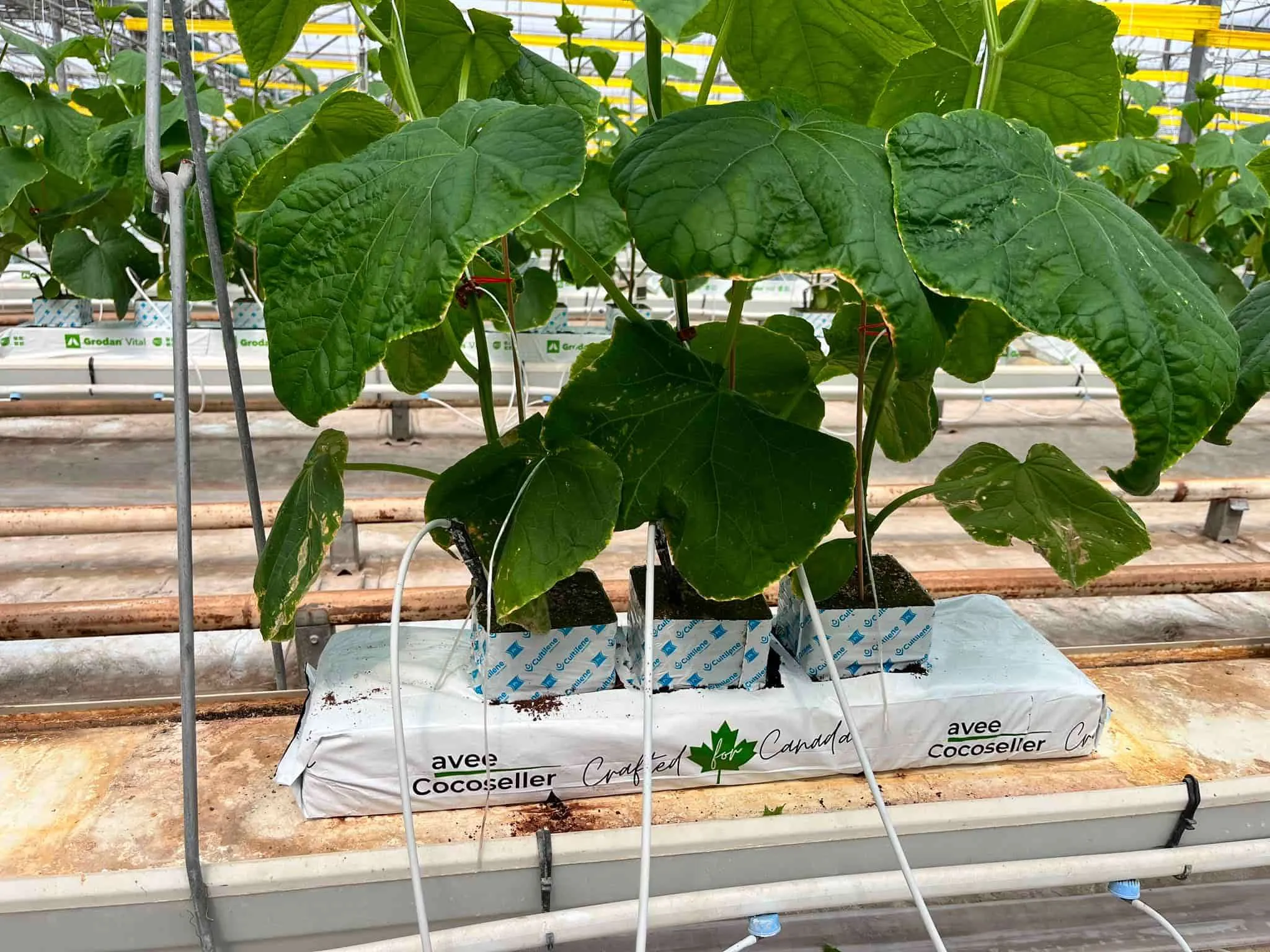 Coco coir grow bags in a commercial greenhouse
